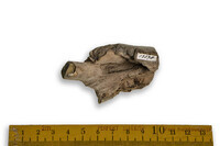 F 13078
<br/>
<br/>
<em></em>